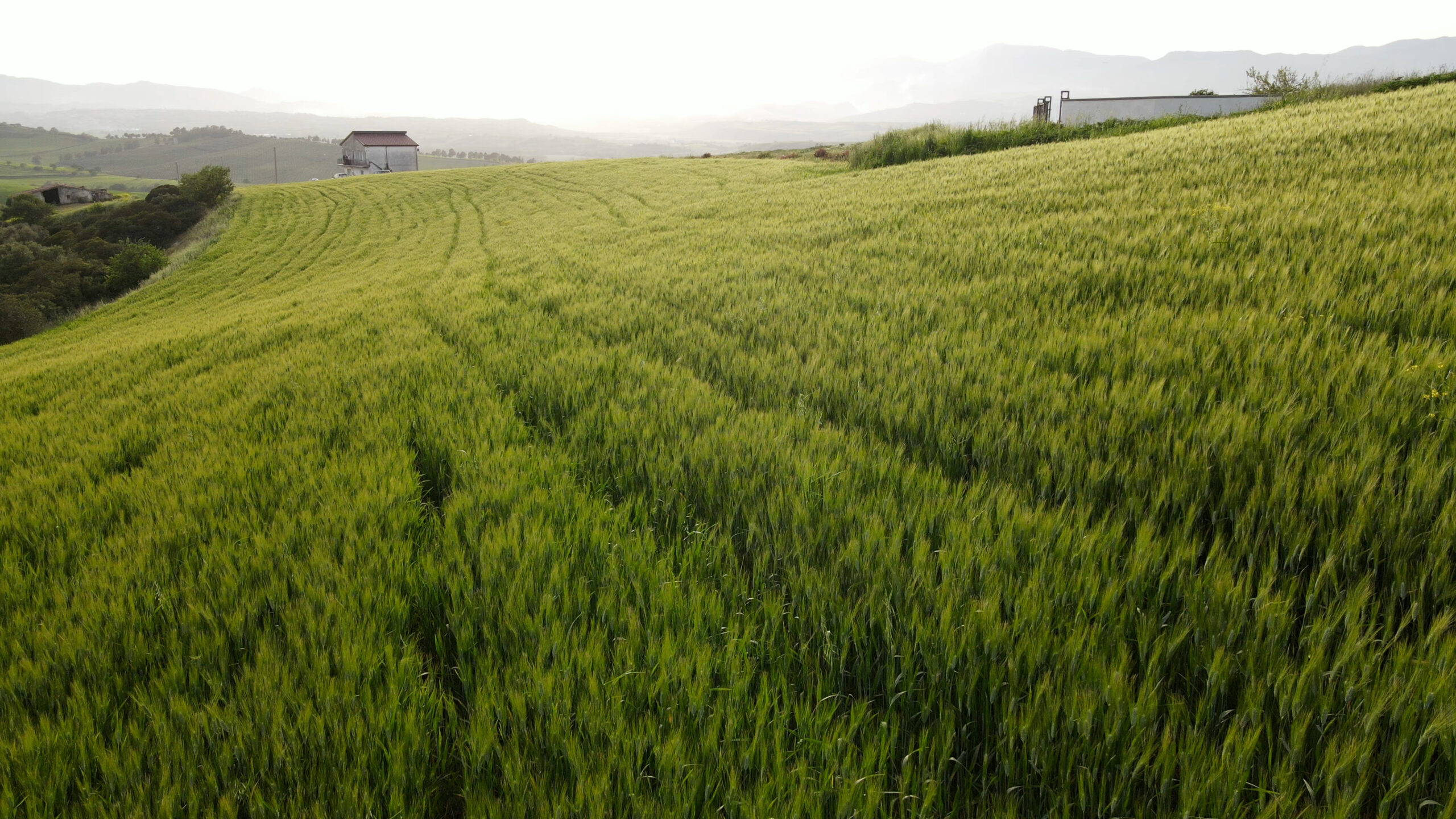 Azienda_Agricola_Rende grano verde