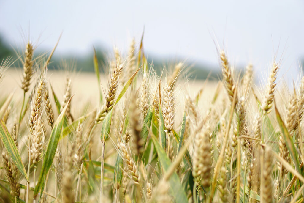 Grano duro immagini campione1