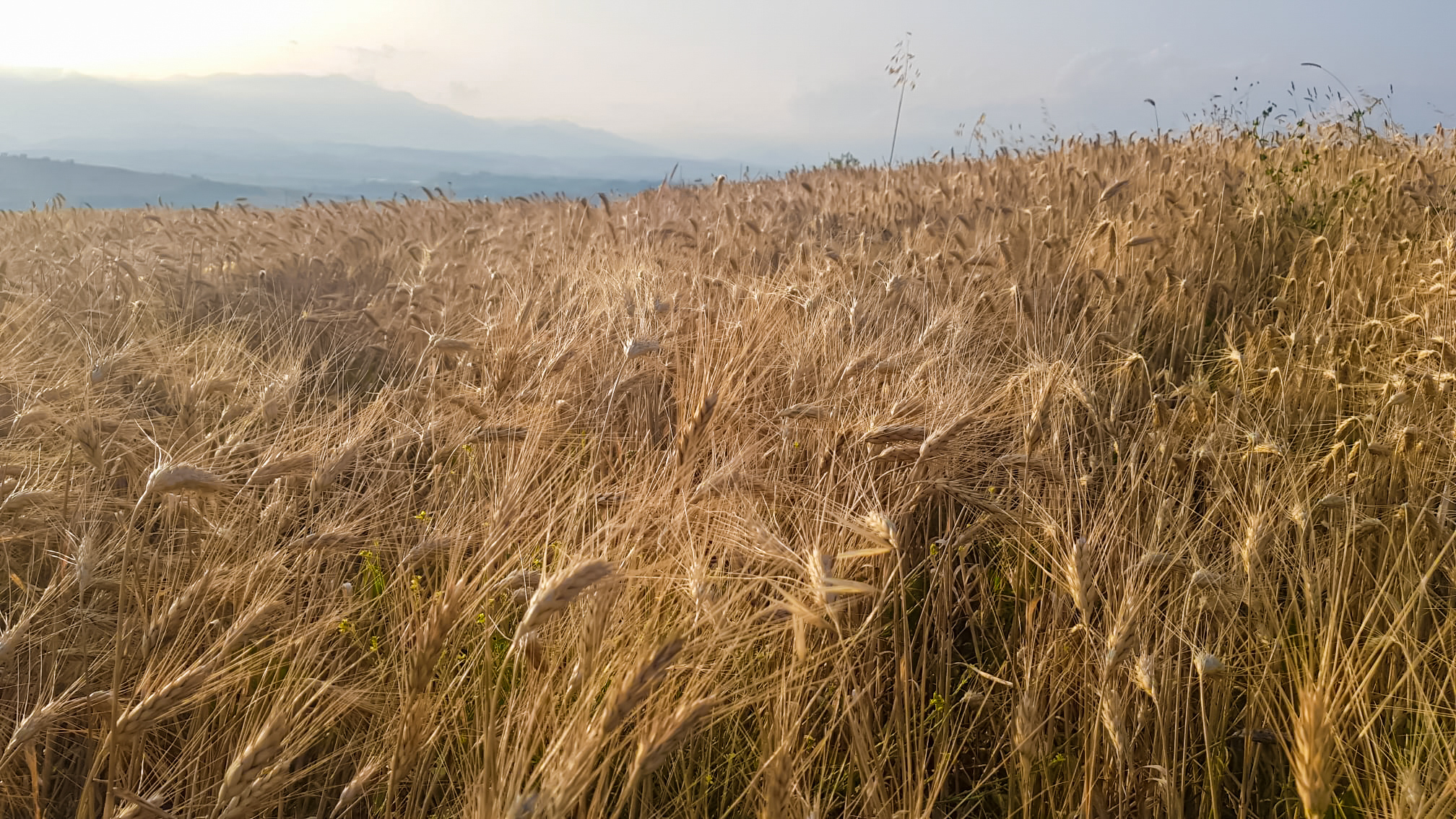 Raccolta grano Muzziella 23