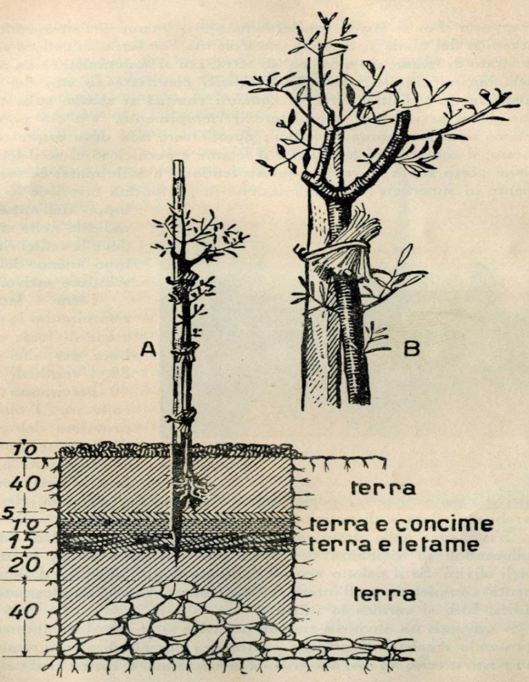 Estratto Impianto dell oliveto 1950 di Marinucci (2)